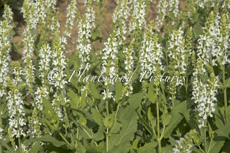 Salvia nemorosa ‘Adrian’