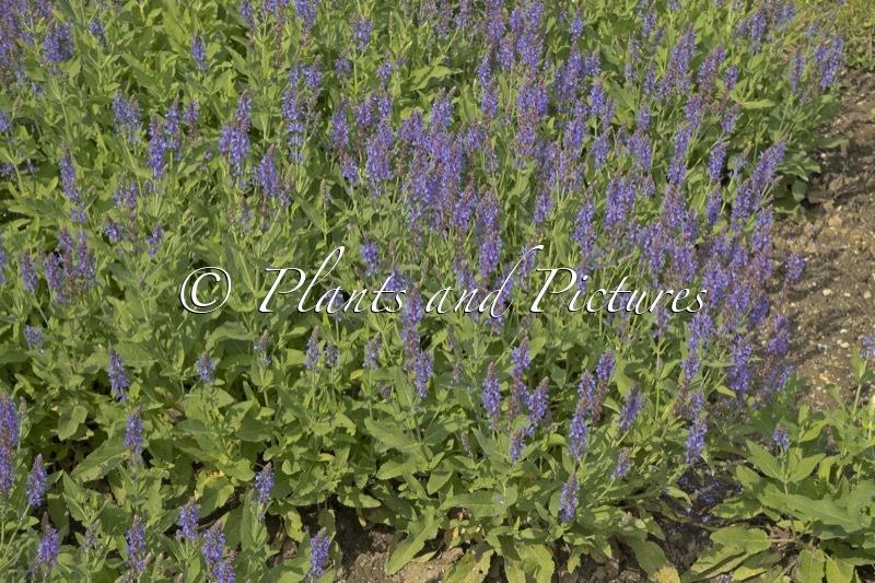 Salvia nemorosa ‘Blauhügel’