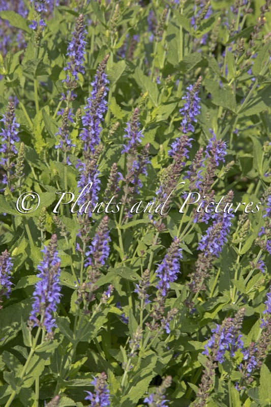 Salvia nemorosa ‘Blauhügel’