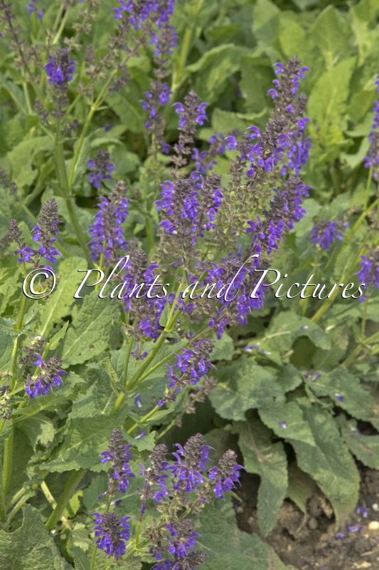 Salvia nemorosa ‘Mainacht’
