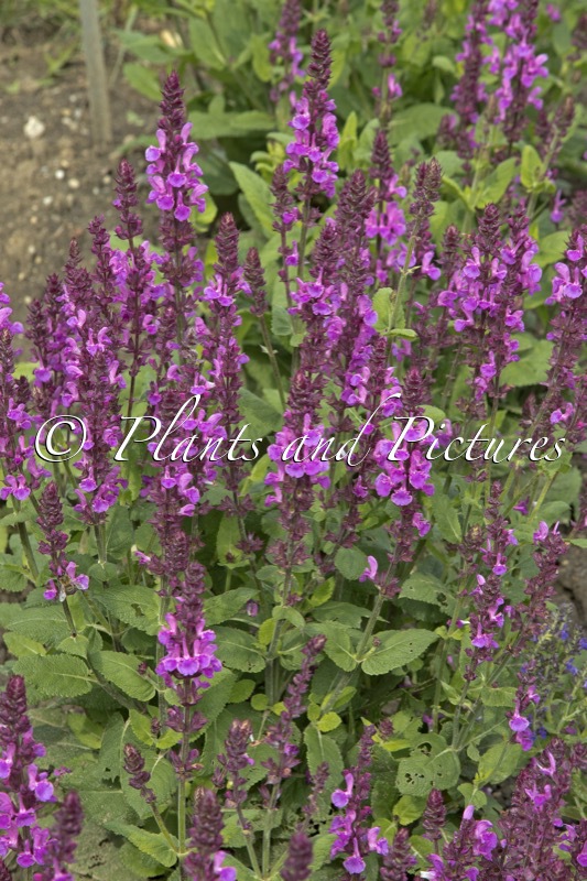 Salvia sylvestris ‘Rose Marvel’