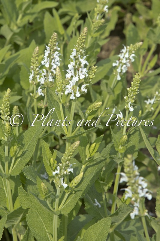 Salvia nemorosa ‘Porzellan’