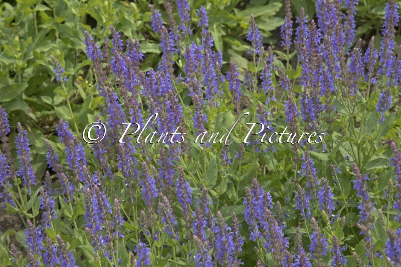 Salvia nemorosa ‘Blauhügel’