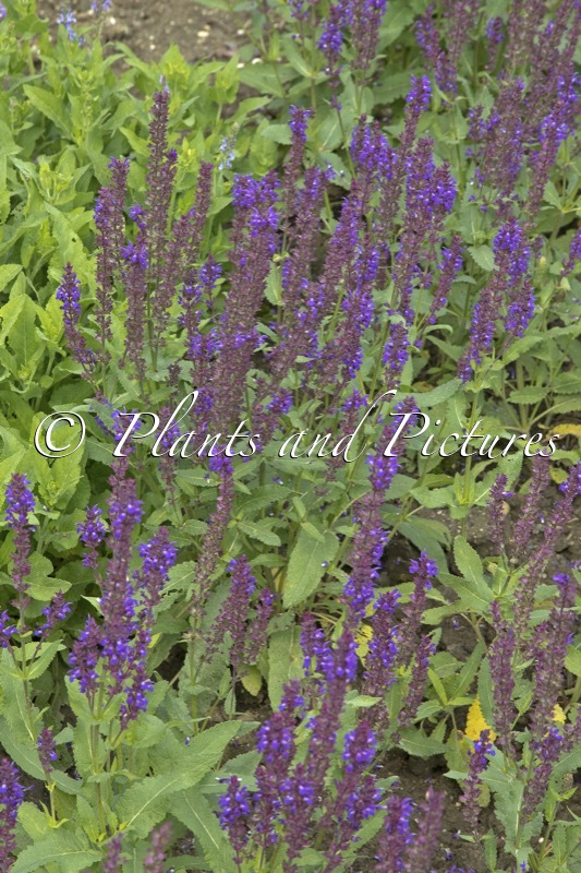 Salvia nemorosa ‘Wesuwe’