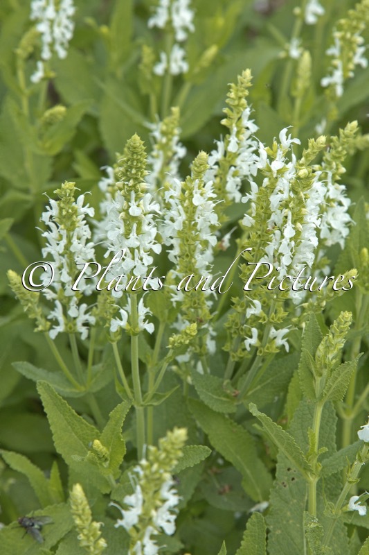 Salvia nemorosa ‘Schneehügel’