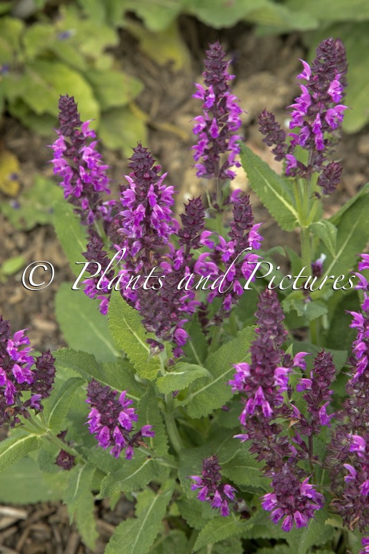 Salvia nemorosa ‘Bumbleberry’