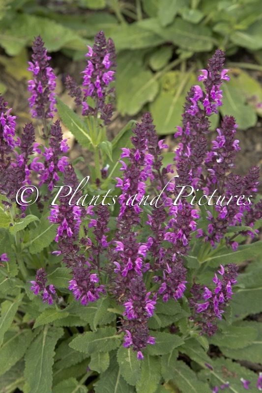 Salvia nemorosa ‘Bumbleberry’