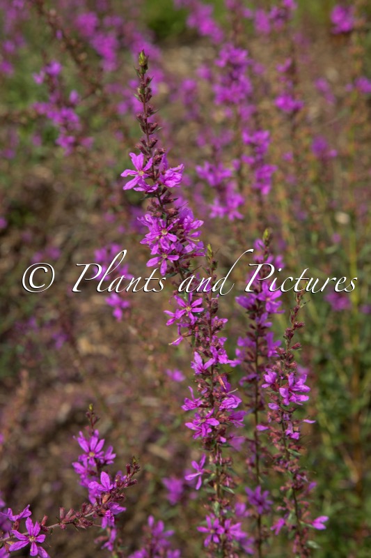 Lythrum ‘Dropmore Purple’