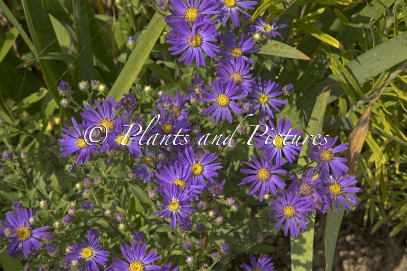 Aster amellus ‘Veilchenkönigin’