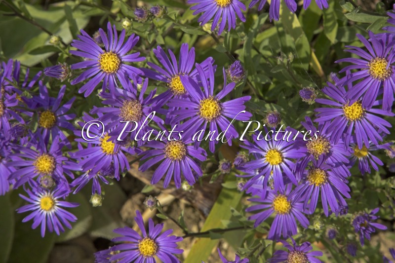 Aster amellus ‘Veilchenkönigin’