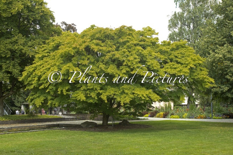 Acer palmatum