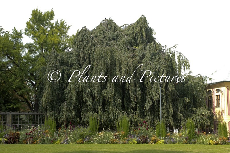 Fagus sylvatica ‘Pendula’