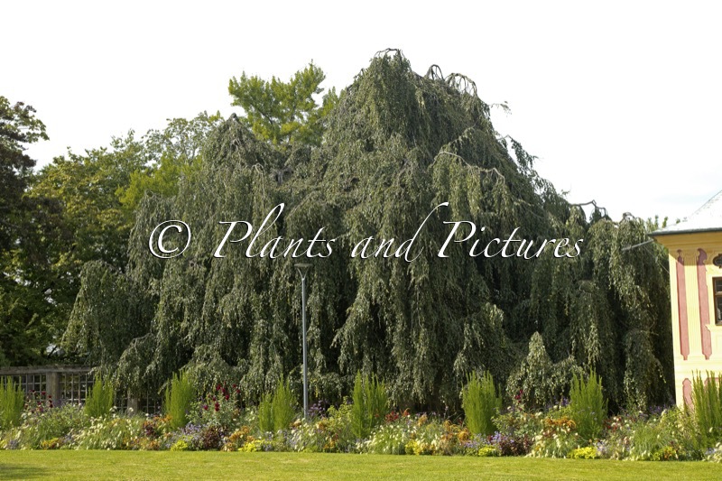 Fagus sylvatica ‘Pendula’