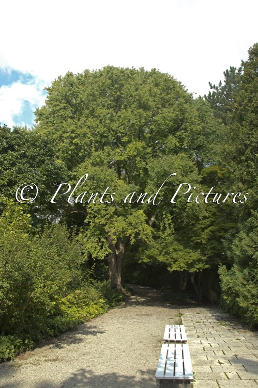 Cercidiphyllum japonicum