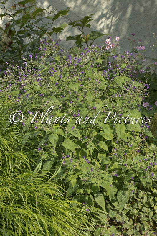 Strobilanthes atropurpureus