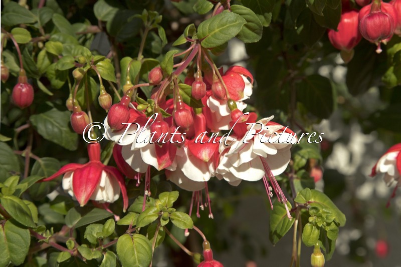 Fuchsia ‘Swingtime’