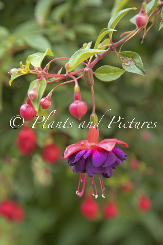 Fuchsia ‘Dollarprinzessin’