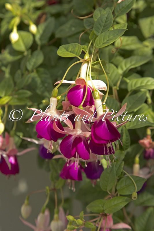 Fuchsia ‘Eva Boerg’
