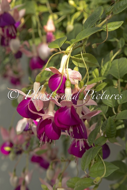 Fuchsia ‘Eva Boerg’