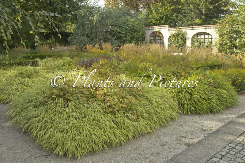 Hakonechloa macra