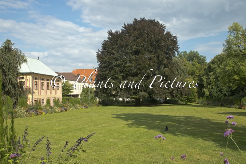 Fagus sylvatica ‘Atropunicea’
