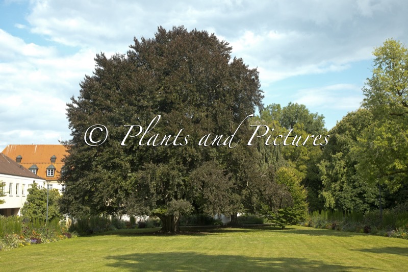 Fagus sylvatica ‘Atropunicea’