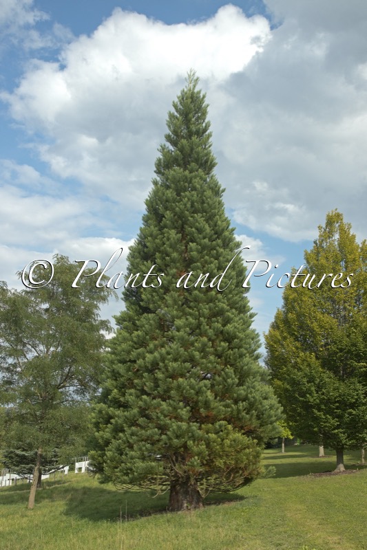 Sequoiadendron giganteum