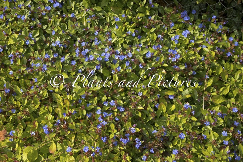 Ceratostigma plumbaginoides