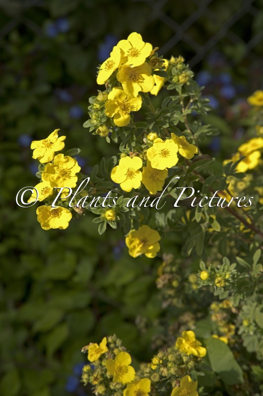 Potentilla fruticosa ‘Jolina’