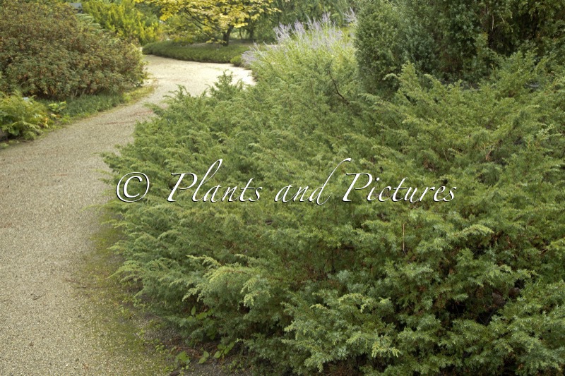 Juniperus communis ‘Hornibrookii’