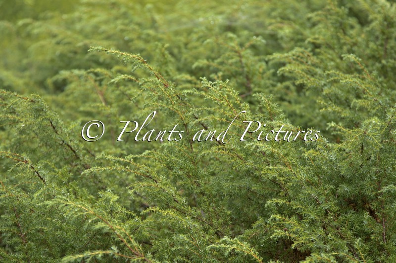 Juniperus communis ‘Hornibrookii’
