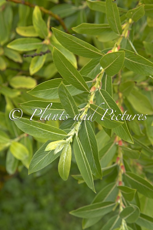 Salix gracilistyla