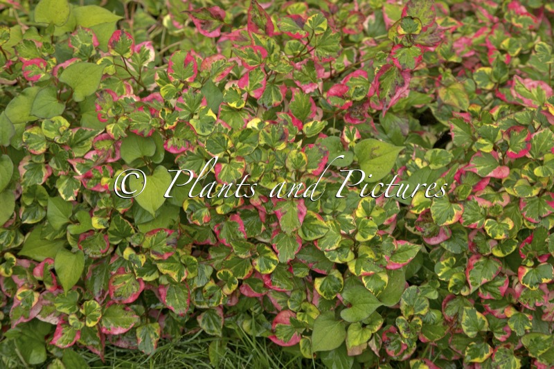 Houttuynia cordata ‘Chameleon’