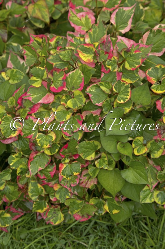 Houttuynia cordata ‘Chameleon’