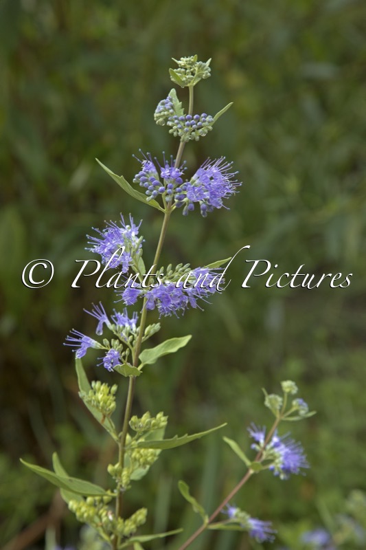 Caryopteris clandonensis ‘Heavenly Blue’