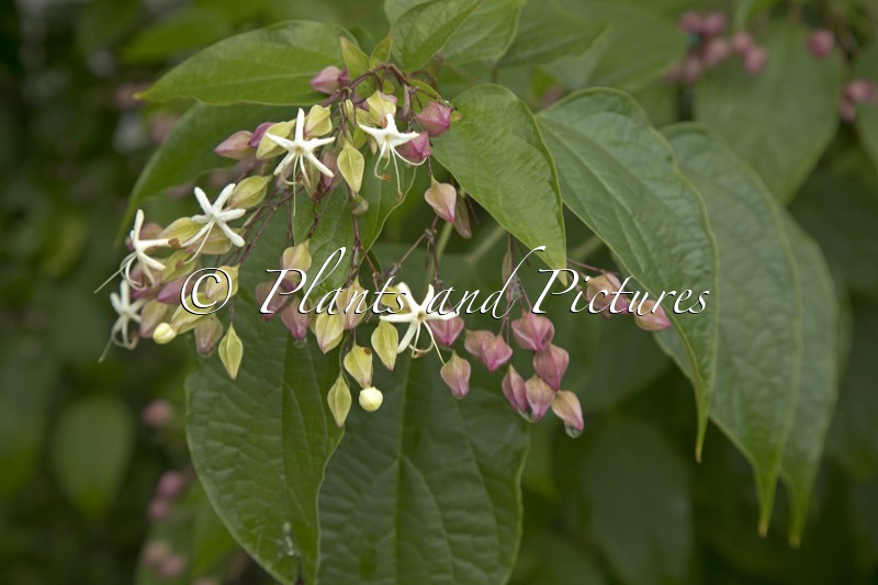 Clerodendrum trichotomum var. fargesii