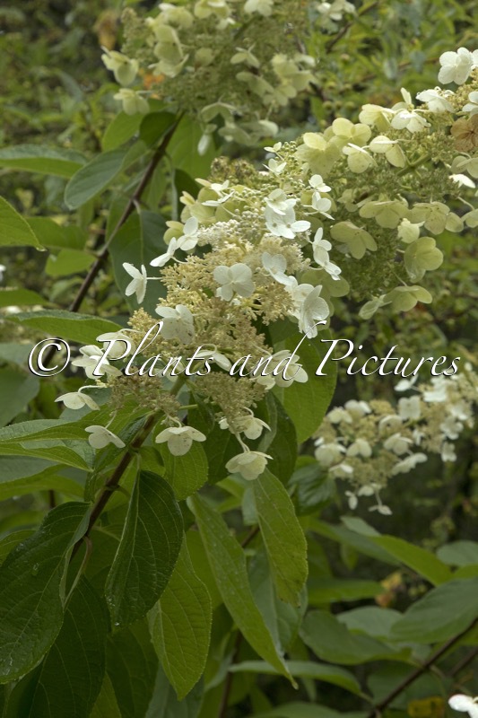 Hydrangea paniculata ‘Tardiva’