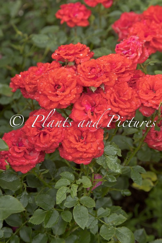 Rosa ‘Korfee’ (ZWERGENFEE)