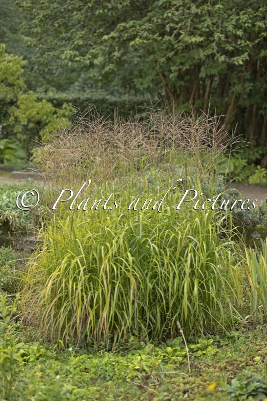 Miscanthus sinensis ‘Ghana’