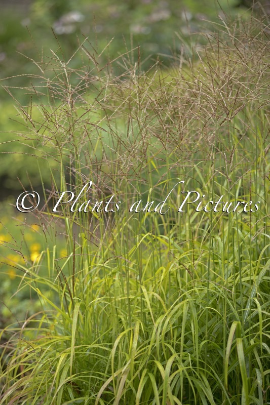 Miscanthus sinensis ‘Ghana’