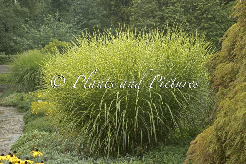 Miscanthus sinensis ‘Zebrinus’