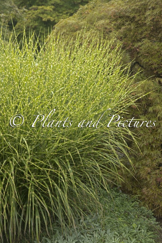 Miscanthus sinensis ‘Zebrinus’