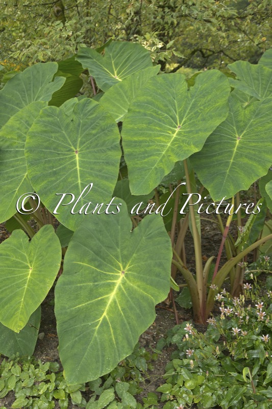 Colocasia esculenta