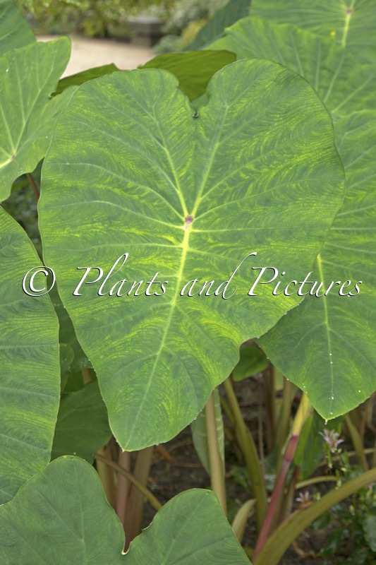 Colocasia esculenta