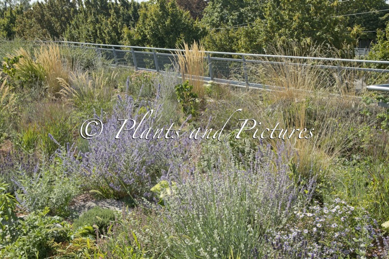 HBLFA Wenen (-Perovskia atriplicifolia ‘Little Spire’)