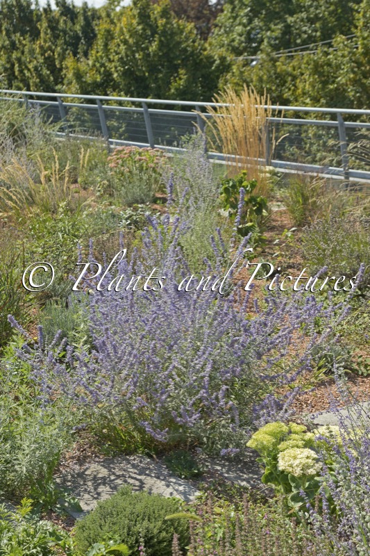 Perovskia atriplicifolia ‘Little Spire’