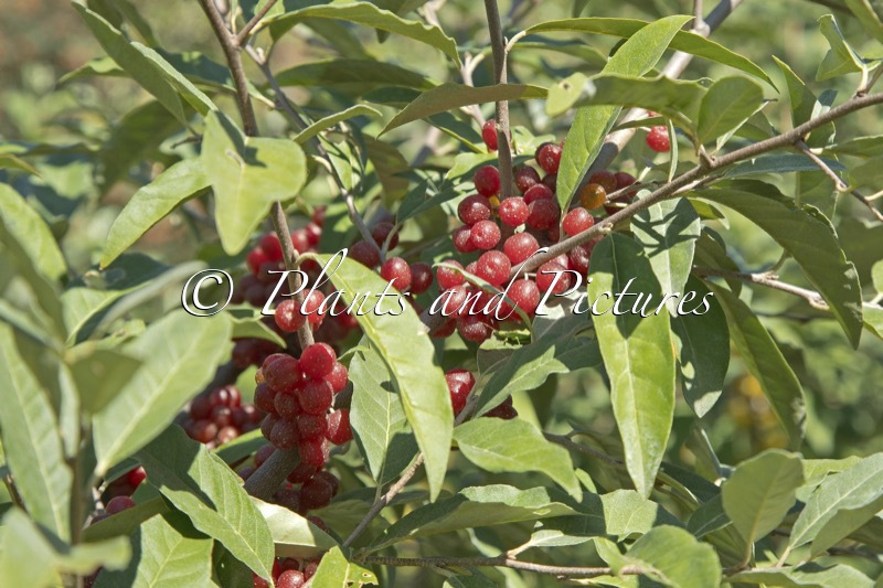 Elaeagnus multiflora ‘Sweet and Sour’