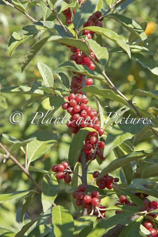 Elaeagnus multiflora ‘Sweet and Sour’