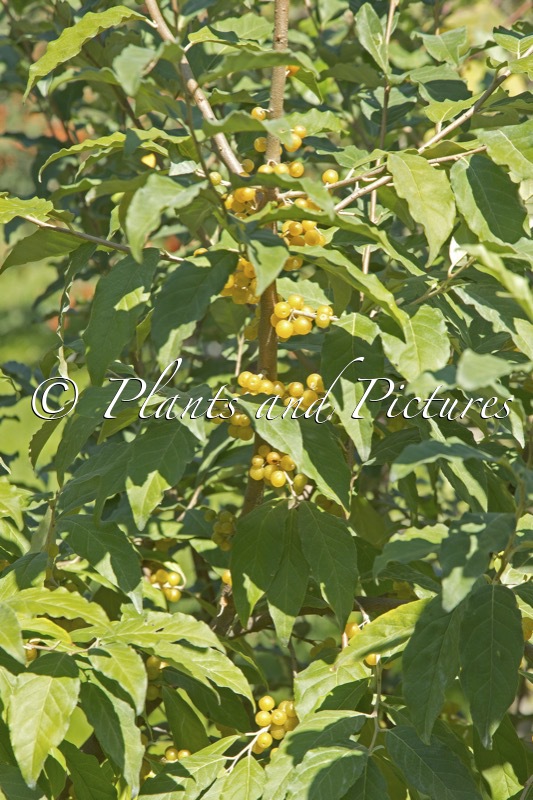 Elaeagnus umbellata ‘Fortunella’