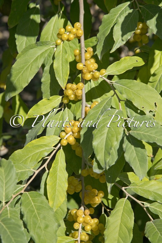 Elaeagnus umbellata ‘Fortunella’